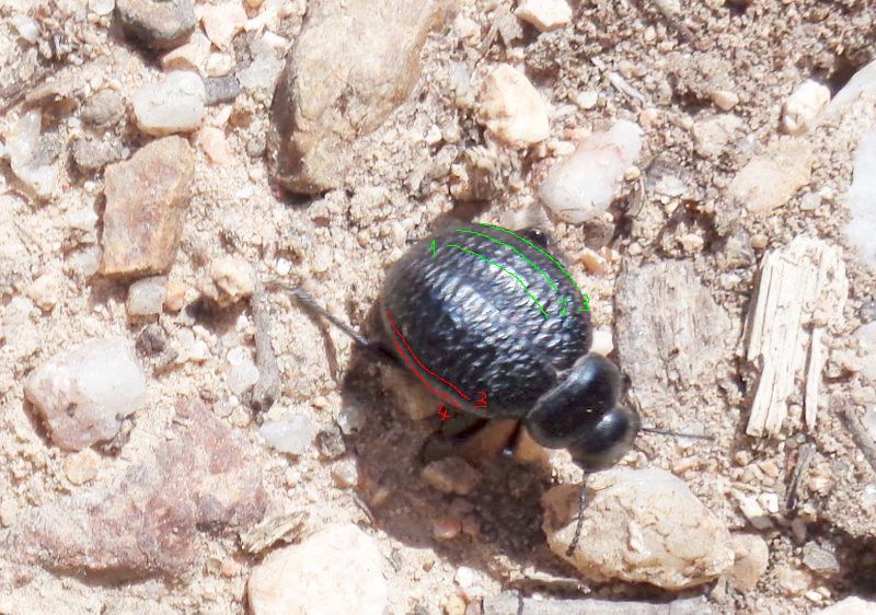 Tenebrionidae: Pimelia undulata